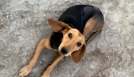 Köpeğe şiddet uygulayan 87 Yaşındaki Adam Tutuklandı