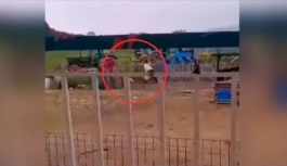 Selanik'te bir köpeğe şiddet uygulayan adama karşı dava açıldı